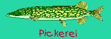 Pickerel