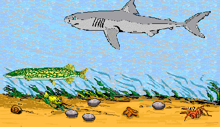 Shark and Pickerel