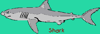 Shark